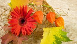 Preview wallpaper gerbera, physalis, leaves, maple, autumn, composition