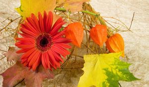 Preview wallpaper gerbera, physalis, leaves, maple, autumn, composition