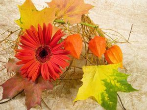 Preview wallpaper gerbera, physalis, leaves, maple, autumn, composition