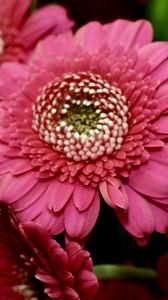 Preview wallpaper gerbera, red, petals, close-up