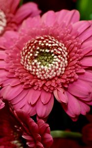 Preview wallpaper gerbera, red, petals, close-up