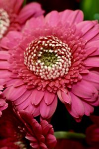 Preview wallpaper gerbera, red, petals, close-up