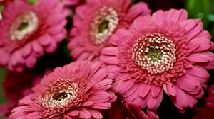 Preview wallpaper gerbera, red, petals, close-up