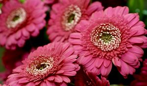 Preview wallpaper gerbera, red, petals, close-up