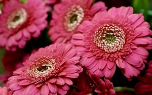 Preview wallpaper gerbera, red, petals, close-up