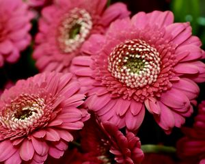 Preview wallpaper gerbera, red, petals, close-up