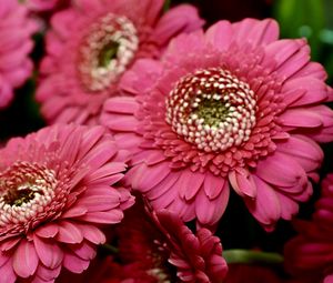 Preview wallpaper gerbera, red, petals, close-up