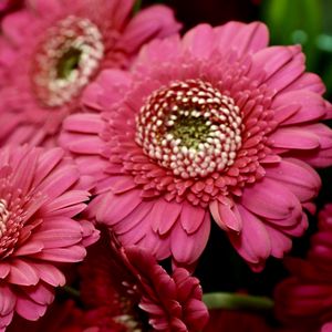 Preview wallpaper gerbera, red, petals, close-up