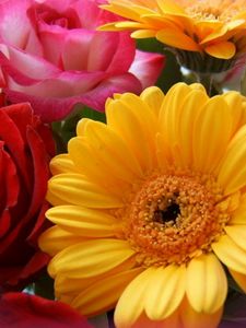 Preview wallpaper gerbera, roses, bouquet, close-up