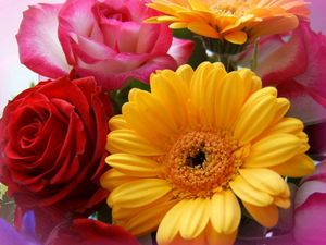 Preview wallpaper gerbera, roses, bouquet, close-up