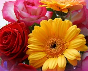 Preview wallpaper gerbera, roses, bouquet, close-up