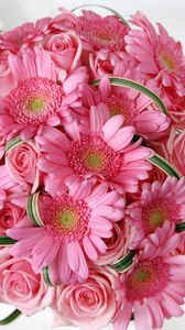 Preview wallpaper gerbera, roses, flowers, pink, flower, tenderness