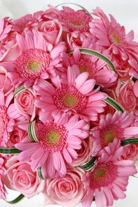 Preview wallpaper gerbera, roses, flowers, pink, flower, tenderness