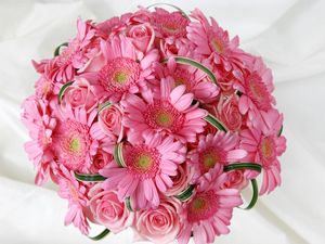 Preview wallpaper gerbera, roses, flowers, pink, flower, tenderness