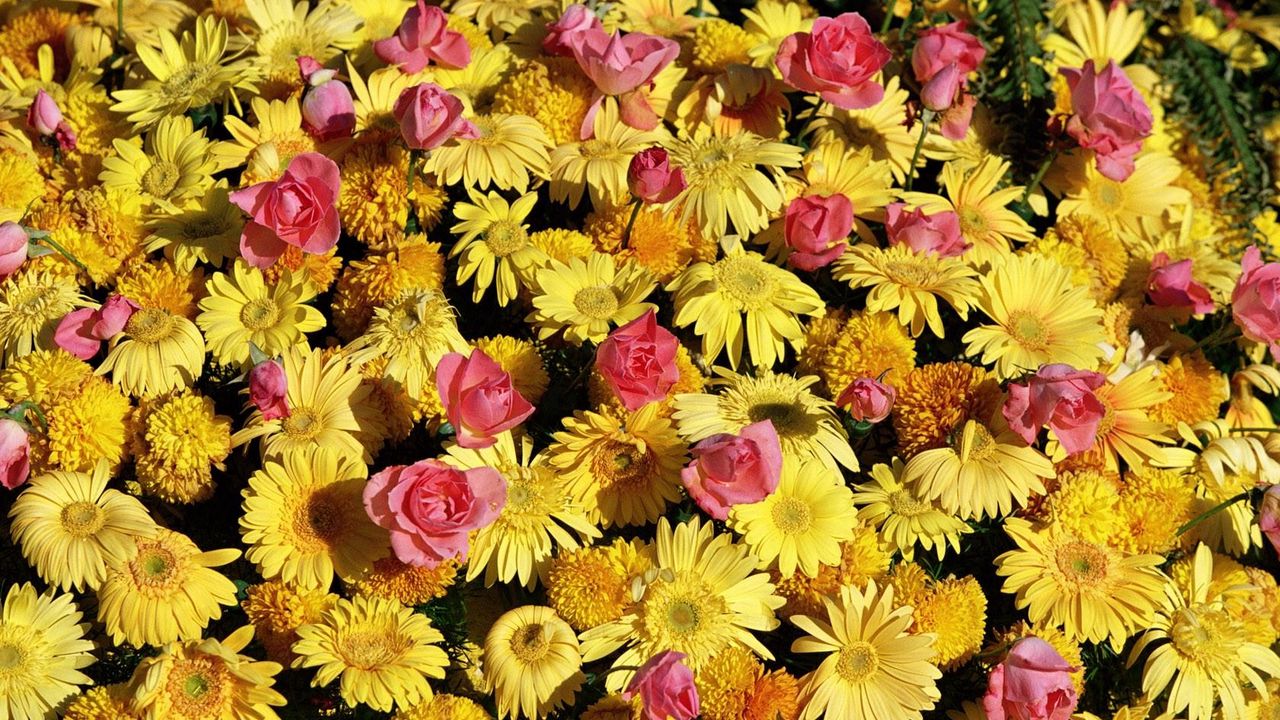 Wallpaper gerbera, roses, flowers, lots