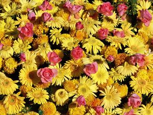 Preview wallpaper gerbera, roses, flowers, lots