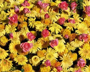 Preview wallpaper gerbera, roses, flowers, lots