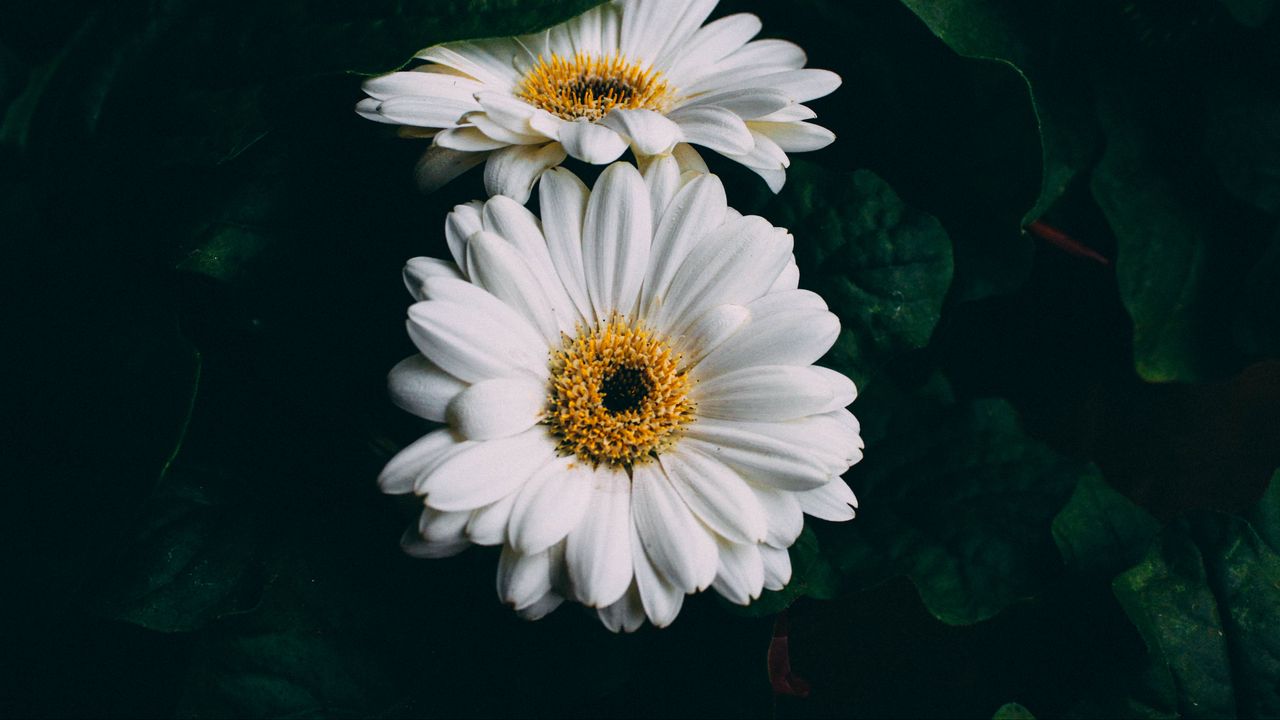 Wallpaper gerbera, white, flowers