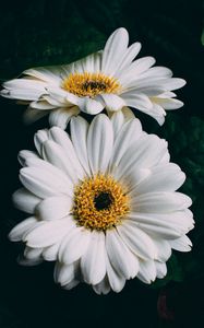 Preview wallpaper gerbera, white, flowers