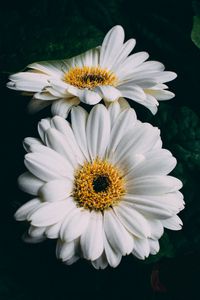 Preview wallpaper gerbera, white, flowers