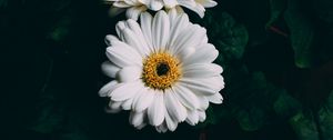 Preview wallpaper gerbera, white, flowers