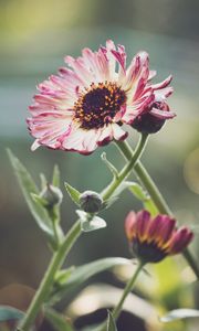 Preview wallpaper gerberas, flowers, petals, buds, plants