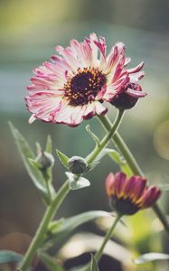 Preview wallpaper gerberas, flowers, petals, buds, plants