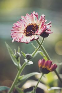 Preview wallpaper gerberas, flowers, petals, buds, plants