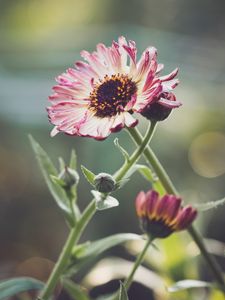 Preview wallpaper gerberas, flowers, petals, buds, plants