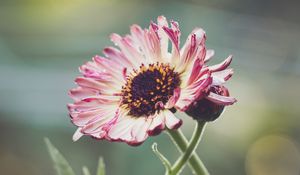 Preview wallpaper gerberas, flowers, petals, buds, plants