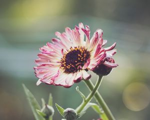 Preview wallpaper gerberas, flowers, petals, buds, plants