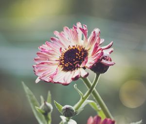 Preview wallpaper gerberas, flowers, petals, buds, plants