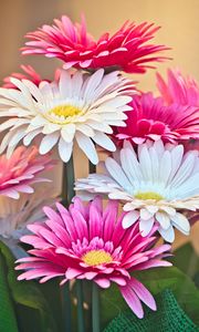 Preview wallpaper gerberas, flowers, petals, bouquet