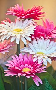 Preview wallpaper gerberas, flowers, petals, bouquet