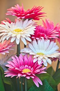 Preview wallpaper gerberas, flowers, petals, bouquet