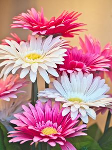 Preview wallpaper gerberas, flowers, petals, bouquet