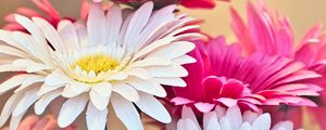 Preview wallpaper gerberas, flowers, petals, bouquet