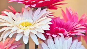 Preview wallpaper gerberas, flowers, petals, bouquet
