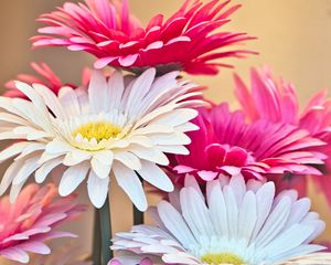 Preview wallpaper gerberas, flowers, petals, bouquet