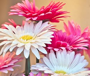 Preview wallpaper gerberas, flowers, petals, bouquet