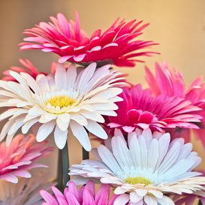 Preview wallpaper gerberas, flowers, petals, bouquet