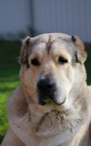 Preview wallpaper german dog, dog, muzzle, eyes, hair, lying