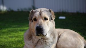 Preview wallpaper german dog, dog, muzzle, eyes, hair, lying