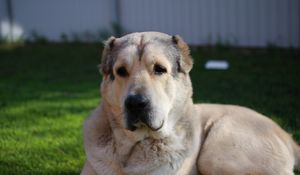 Preview wallpaper german dog, dog, muzzle, eyes, hair, lying