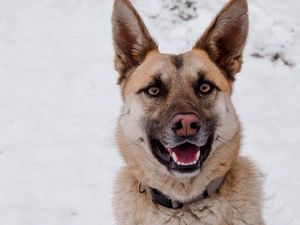 Preview wallpaper german shepherd, dog, brown, pet