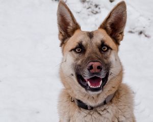 Preview wallpaper german shepherd, dog, brown, pet