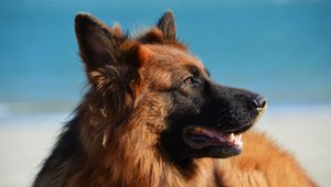 Preview wallpaper german shepherd, dog, long-haired