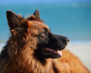 Preview wallpaper german shepherd, dog, long-haired