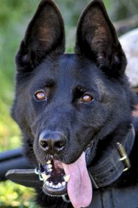 Preview wallpaper german shepherd, dog, military, protruding tongue