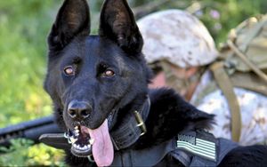Preview wallpaper german shepherd, dog, military, protruding tongue